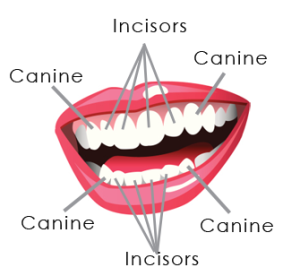 Informative Facts about Incisors