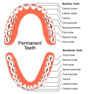 Piece of Info about Permanent Teeth